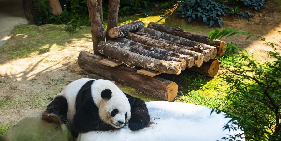 tempat menarik di kl - panda zoo negara