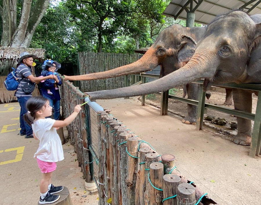 beri makan gajah di zoo melaka