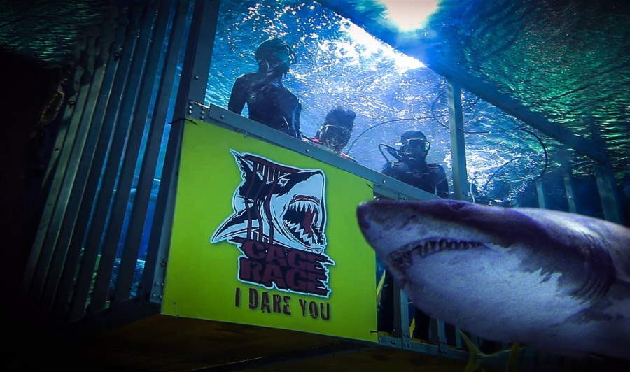 cage rage aquaria with sharks