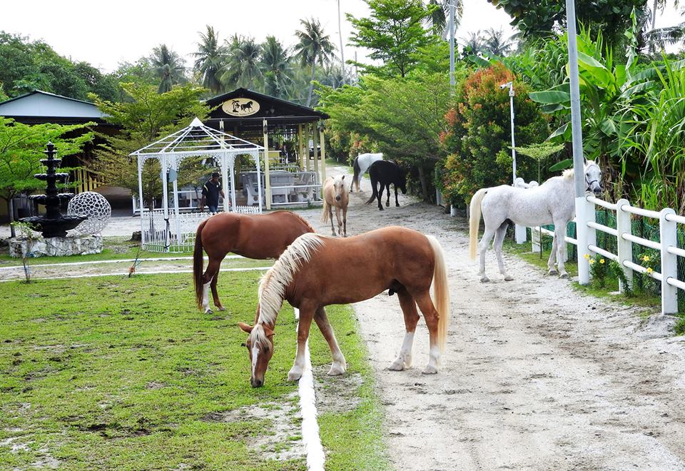 countrysides stables penang
