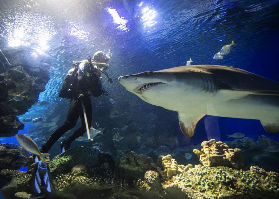 dive with the shark klcc aquarium