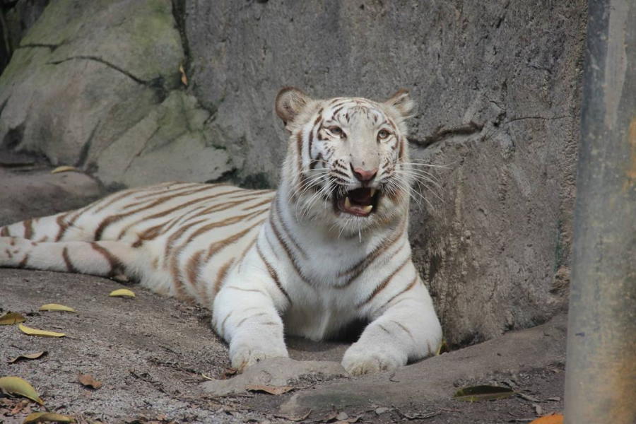 elsa - harimau putih di zoo melaka