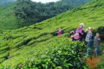 ladang teh bharat cameron highlands