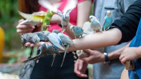 bird paradise wildlife park - feeding birds - beri makan burung dari tangan