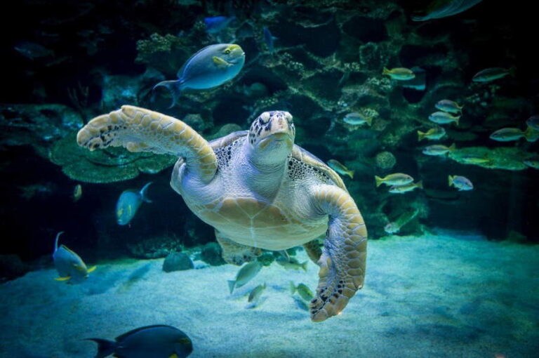 Harga Tiket Aquaria KLCC 2023