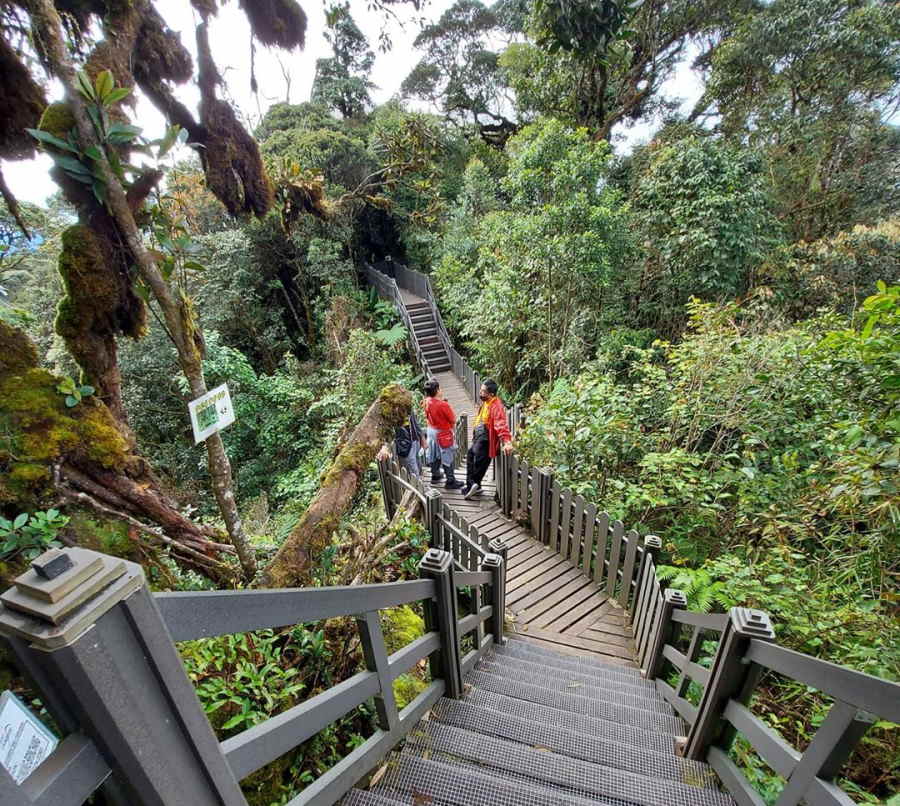 platform di mossy forest