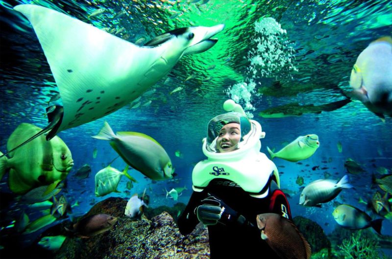 menyelam di sea aquarium singapore