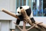 tiket ke panda dan zoo negara malaysia di kl