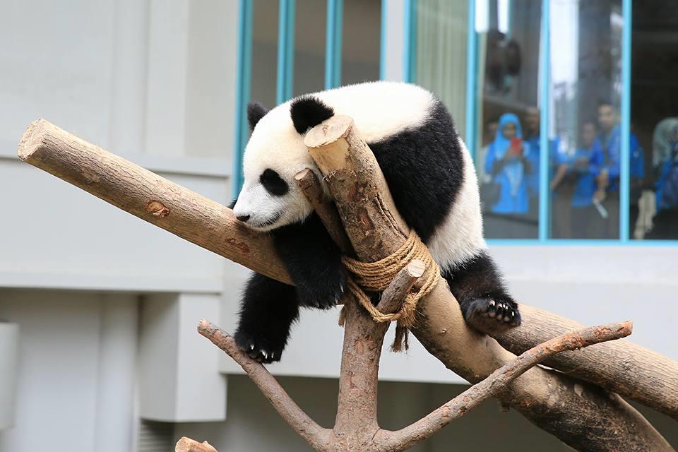 tiket ke panda dan zoo negara malaysia