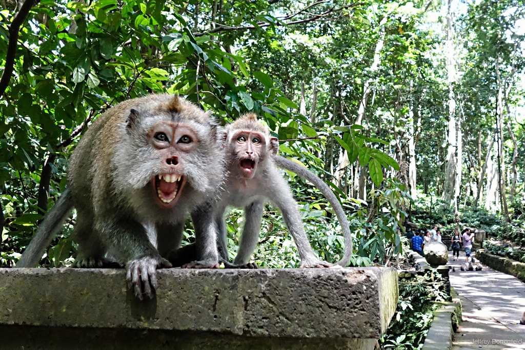 Hutan Monyet Ubud - tarikan alam di Ubud, Bali Indonesia