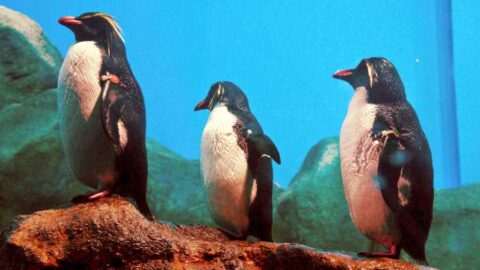 penguin underwater world langkawi malaysia