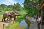 tempat mesti lawat - layan gajah borneo di zoo lok kawi sabah