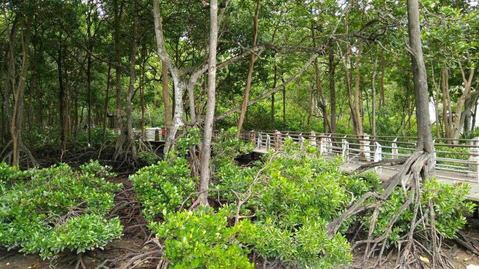 Hutan paya bakau di malaysia