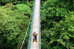canopy walk kl forest eco park