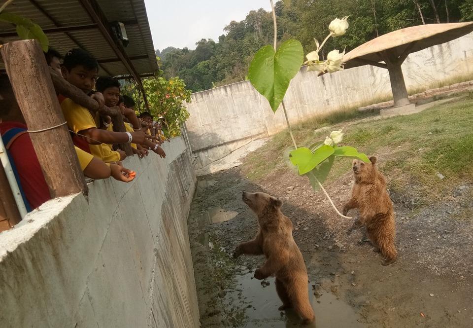 kumpulan beruang di langkawi nature park