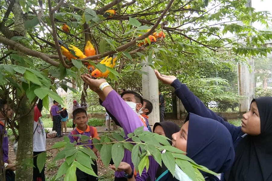 beri makan burung di langkawi nature park