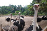kandang kasuari desaru ostrich farm johor