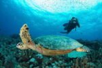 pulau layang layang sea turtle