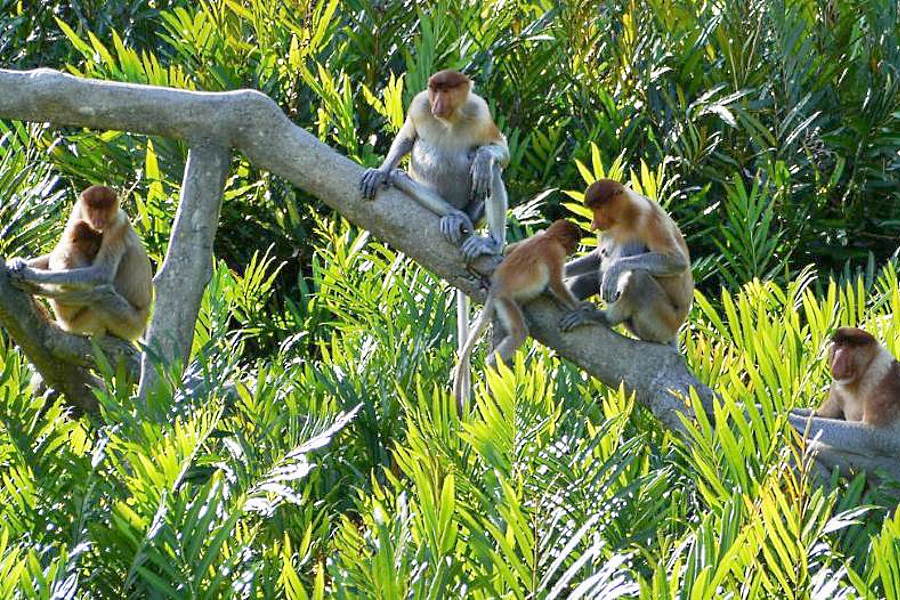 kawa-kawa-river-cruise-proboscis-monkey