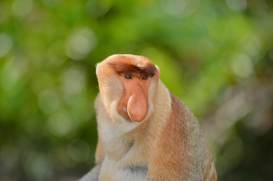 proboscis-monkey-kawakawa-wetland-1