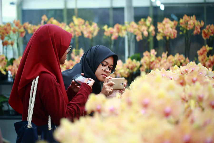 pengunjung phalaenopsis ulu yam