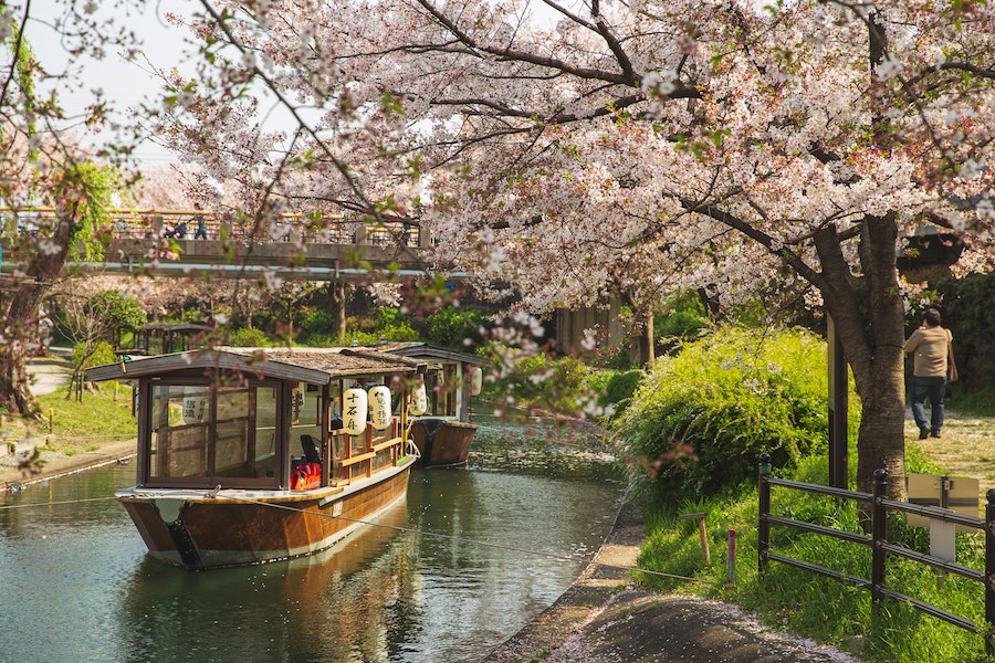 musim bunga sakura tokyo yang cantik untuk anda lawat