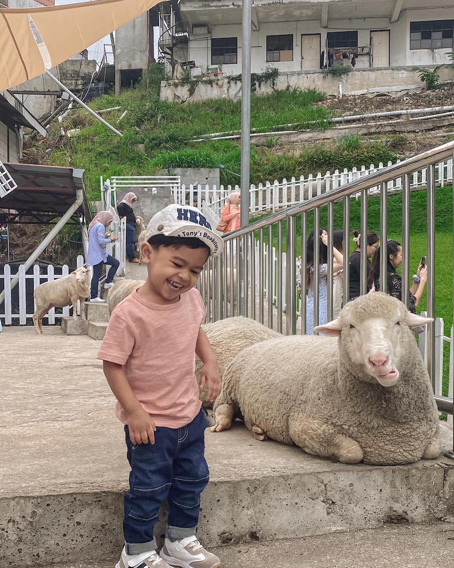 sheep sanctuary - antara tempat menarik kanak -kank di cameron highlands @nurulfarahaqilah