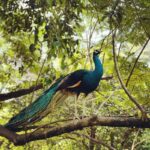 seekor merak di atas dahan di taman burung kl