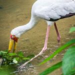 seekor painted stork sedang mencari makan di kolam taman burung kl