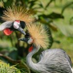 2 ekor burung unik yg boleh dilihat di taman burung kl dengan tiket murah kl bird park
