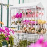 the majestic orchids