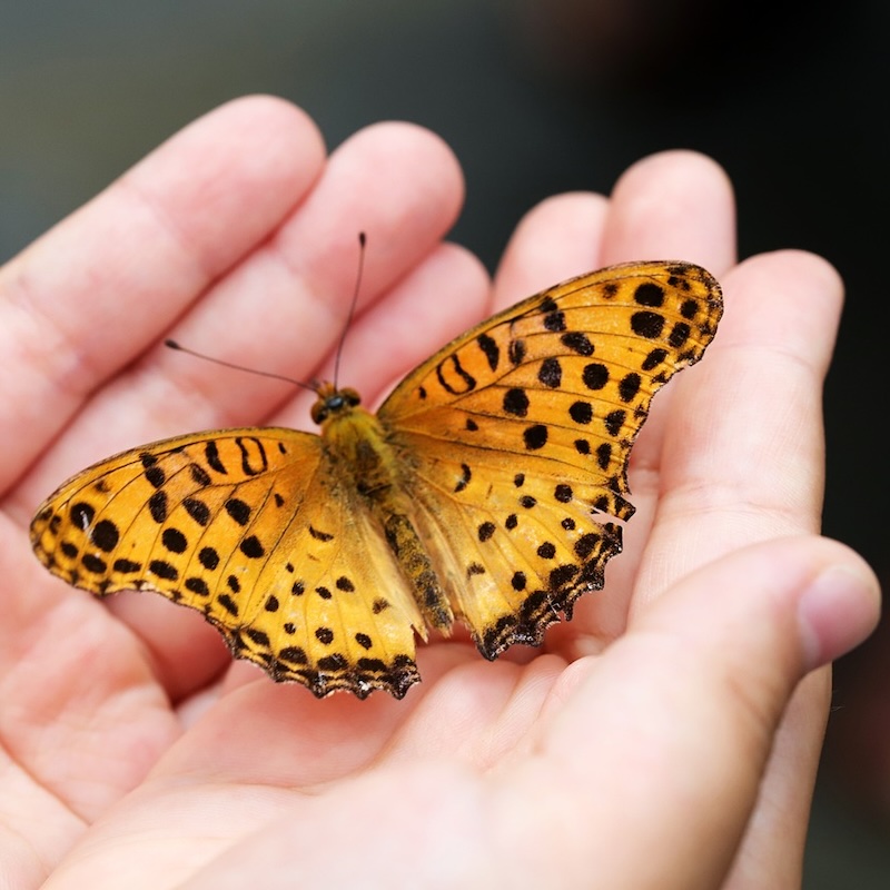 entopia
