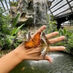 antara tarikan penang termasuklah entopia penang butterfly park yg membolehkan anda melihat dan pegang rama-rama