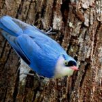 the habitat penang blue bird