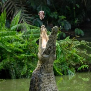 jong corcodile farm eating