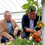 mardi cameron highlands tomato