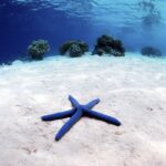 mataking tapak sulaiman