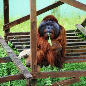 matang wildlife center swak @lenechristensen
