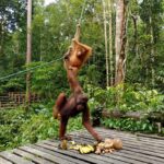 orang uran semenggoh eating