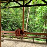 orang utan in astaka semenggoh