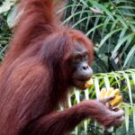 orang utan semenggoh sarawak