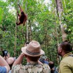 semenggoh wildlife center orang utan