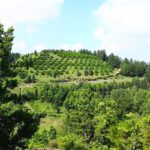 taman saujana putrajaya hill