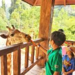 lost world of tambun giraffe petting zoo