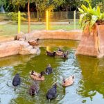 aurora park pd ducks