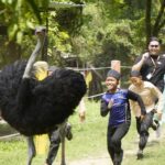 pd ostrich farm race