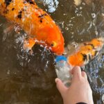 rumah terbalik pd koi