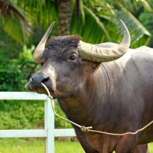buffalo park main