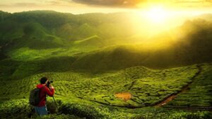 tarikan cameron - cameron highlands tea plantation