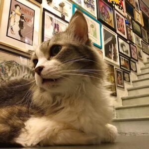 meowseum penang @catartmuseumpenang